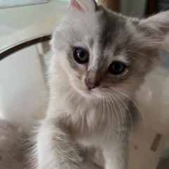 ✨希少！シルバー長毛の男の子、里親募集✨ 