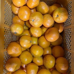 早稲みかんの画像