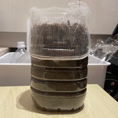 能勢産カブトムシ幼虫（3令）25匹ほどいます｜発酵マット入り・容器付きでそのまま飼育OKの画像