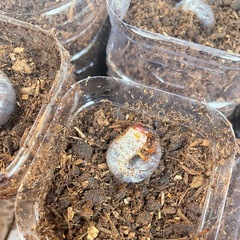 能勢産カブトムシ幼虫（3令）25匹ほどいます｜発酵マット入り・容器付きでそのまま飼育OKの画像