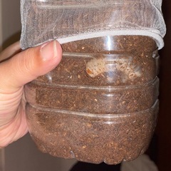 能勢産カブトムシ幼虫（3令）25匹ほどいます｜発酵マット入り・容器付きでそのまま飼育OKの画像