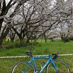 ピナレロ プリマ 2018  の画像