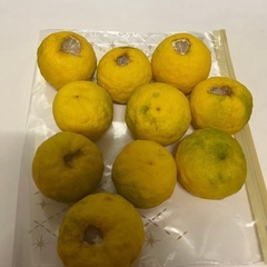 ゆず 10個 無農薬 家庭菜園!大阪府産❣️の画像