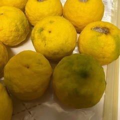 ゆず 10個 無農薬 家庭菜園!大阪府産❣️の画像