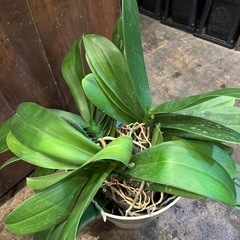 胡蝶蘭、3本立ち、5本立ち、株のみの画像