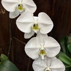 胡蝶蘭、3本立ち、5本立ち、株のみの画像