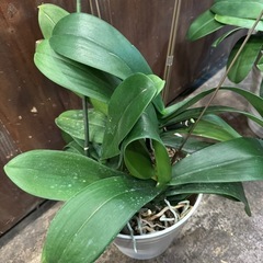 胡蝶蘭、3本立ち、5本立ち、株のみの画像