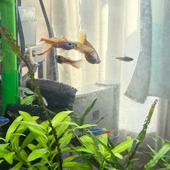 グッピー　　成魚4匹＋稚魚・幼魚約15匹の画像