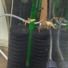 グッピー　　成魚4匹＋稚魚・幼魚約15匹の画像
