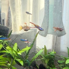 グッピー　　成魚4匹＋稚魚・幼魚約15匹の画像