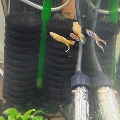 グッピー　　成魚4匹＋稚魚・幼魚約15匹の画像