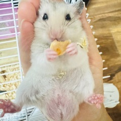 引っ越しのため、飼えなくなりました