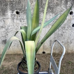 アガベ　アオノリュウゼツラン　カリフォルニアガーデン　大株の画像