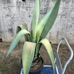 アガベ　アオノリュウゼツラン　カリフォルニアガーデン　大株の画像