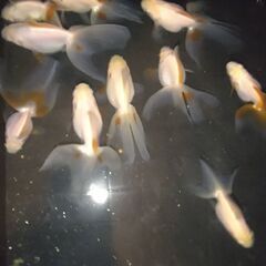 金魚各種ブラックフライデー激安販売！！の画像