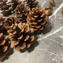 松ぼっくり　どんぐり　木の実の画像