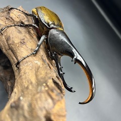 【希少‼︎】DHトリニダーデンシス♂単120mm ※送料事前連絡にて変更可 ※直接受け渡しに変更可の画像