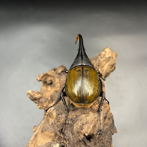 【希少‼︎】DHトリニダーデンシス♂単120mm ※送料事前連絡にて変更可 ※直接受け渡しに変更可