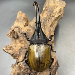 【希少‼︎】DHトリニダーデンシス♂単120mm ※送料事前連絡にて変更可 ※直接受け渡しに変更可の画像