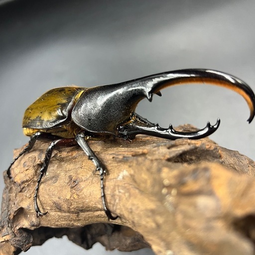 【希少‼︎】DHトリニダーデンシス♂単120mm ※送料事前連絡にて変更可 ※直接受け渡しに変更可