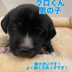 デザイナーズ犬 (7才) ♂ ミニチュアシュナウザーとバセットハウンドの