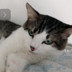 モフモフイケメン猫ちゃん