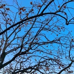 柿 無農薬 1kgの画像