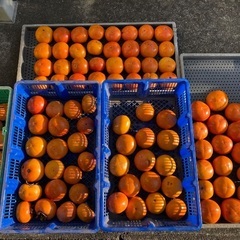 柿 無農薬 1kgの画像