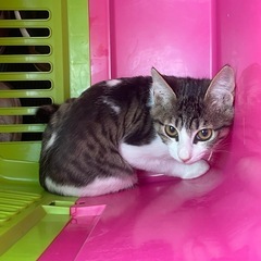 可愛い猫ちゃんと生活してみませんか？