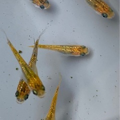 メダカ『夜桜ゴールド』の画像