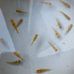 メダカ『夜桜ゴールド』の画像