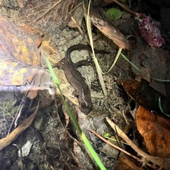 サンショウウオの生息場所を教えてください。