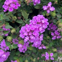 庭、畑、空き地などの掃除、高圧洗浄、ハウスクリーニング