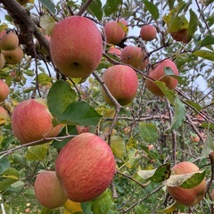 リンゴ　ふじ　の画像