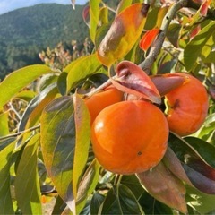 【秀品・M・16個★贈答用・化粧箱入】岐阜県産★富有柿★産地直送★の画像