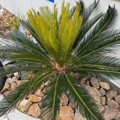 ソテツ　子株の画像