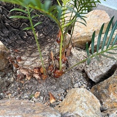 ソテツ　子株の画像