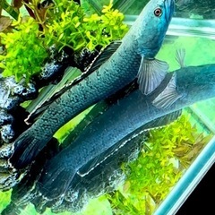 飼えなくなった熱帯魚・必要なくなった水槽・水槽台・アクアリウム用品