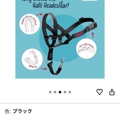 犬引っ張り防止トレーニング
の画像