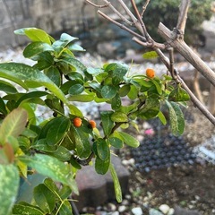 ピラカンサの画像