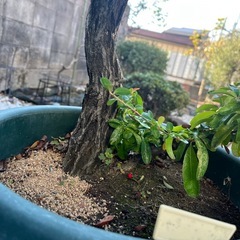 ピラカンサの画像