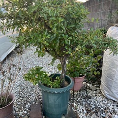 ピラカンサの画像