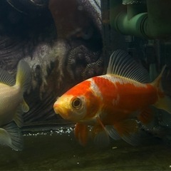 一時ストップします　の画像