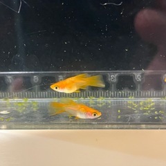 現物、メダカ、めだか、朱天皇リアルロングフィン、楊貴妃、ダルマメダカ、10匹以上の画像
