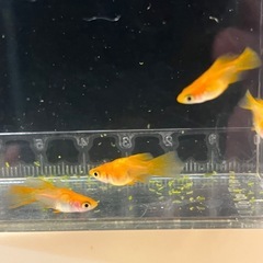 現物、メダカ、めだか、朱天皇リアルロングフィン、楊貴妃、ダルマメダカ、10匹以上の画像