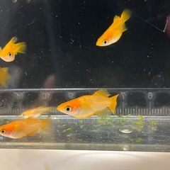 現物、メダカ、めだか、朱天皇リアルロングフィン、楊貴妃、ダルマメダカ、10匹以上の画像