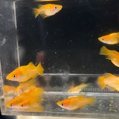 現物、メダカ、めだか、朱天皇リアルロングフィン、楊貴妃、ダルマメダカ、10匹以上の画像