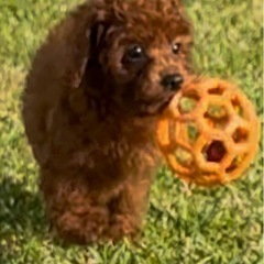 🧡ドッグハウスティラ🧡タイニープードル