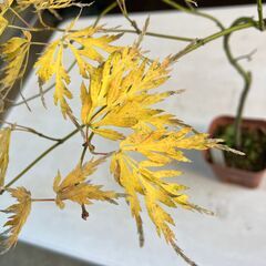 ヤマモミジの園芸品種「アオシダレ＜青枝垂＞」（実生）鉢植えの画像