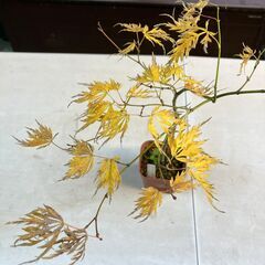 ヤマモミジの園芸品種「アオシダレ＜青枝垂＞」（実生）鉢植えの画像